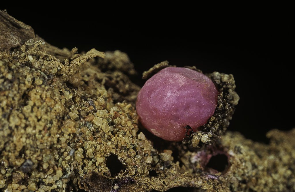 Detail of Porphyrophora violaceae (scale insect) - cyst by Anonymous