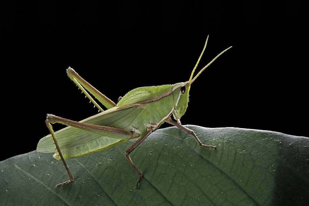 Detail of Prionolopha serrata (serrate lubber grasshopper) by Anonymous