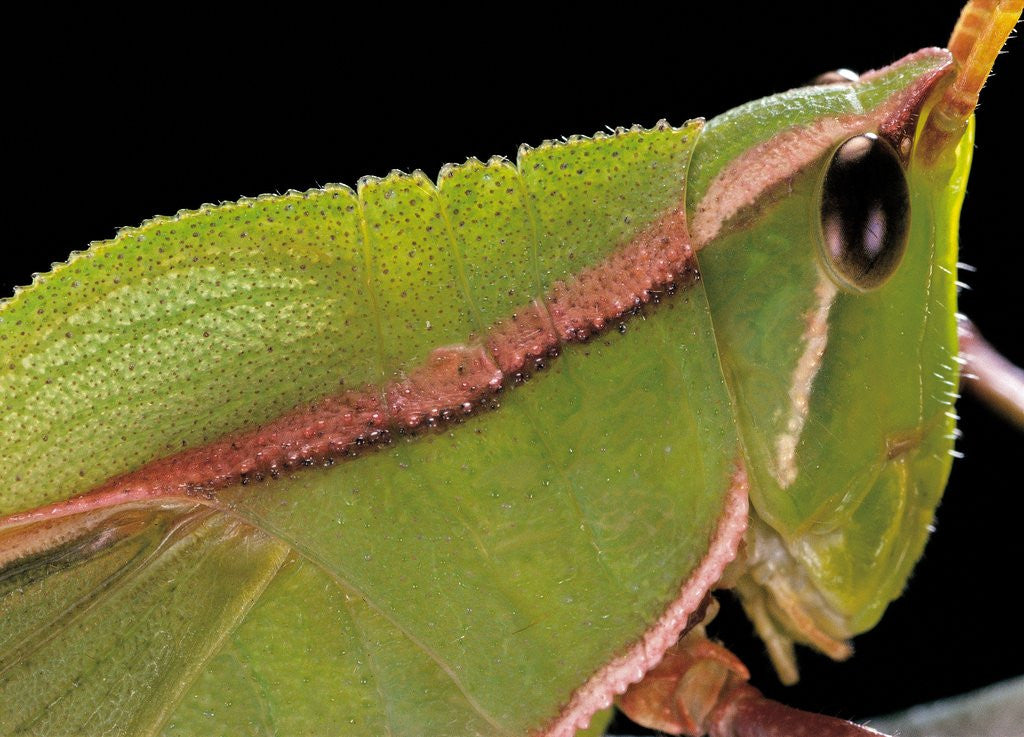 Detail of Prionolopha serrata (serrate lubber grasshopper)- portrait by Corbis