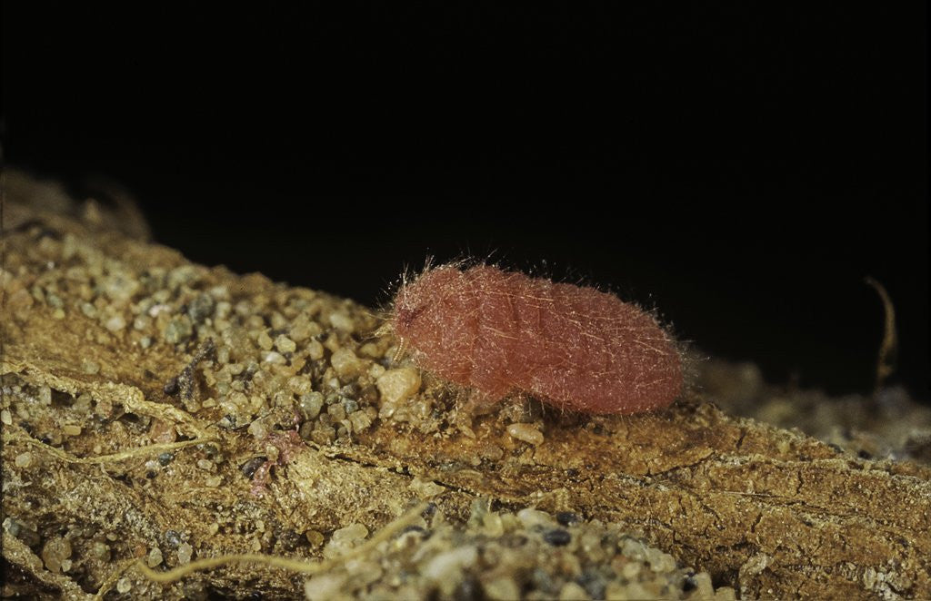 Detail of Porphyrophora violaceae (scale insect) - male larva by Anonymous