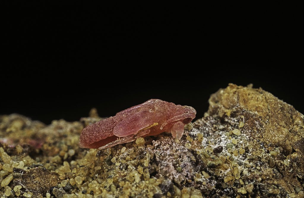 Detail of Porphyrophora violaceae (scale insect) - male pupa by Anonymous