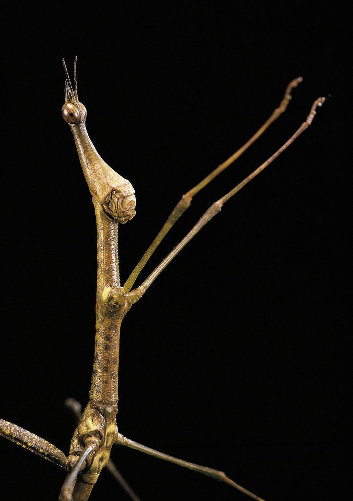 Detail of Proscopia luceomaculata (stick grasshopper) by Anonymous