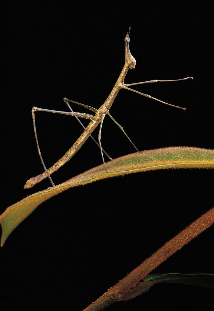 Detail of Proscopia luceomaculata (stick grasshopper) by Anonymous