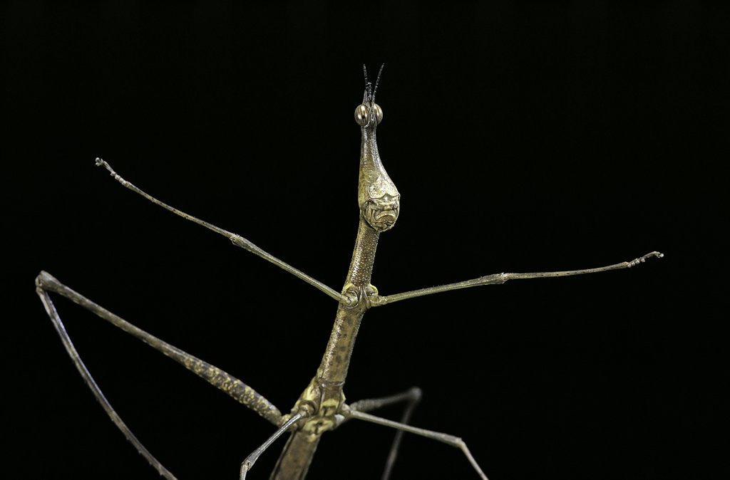 Detail of Proscopia luceomaculata (stick grasshopper) by Anonymous