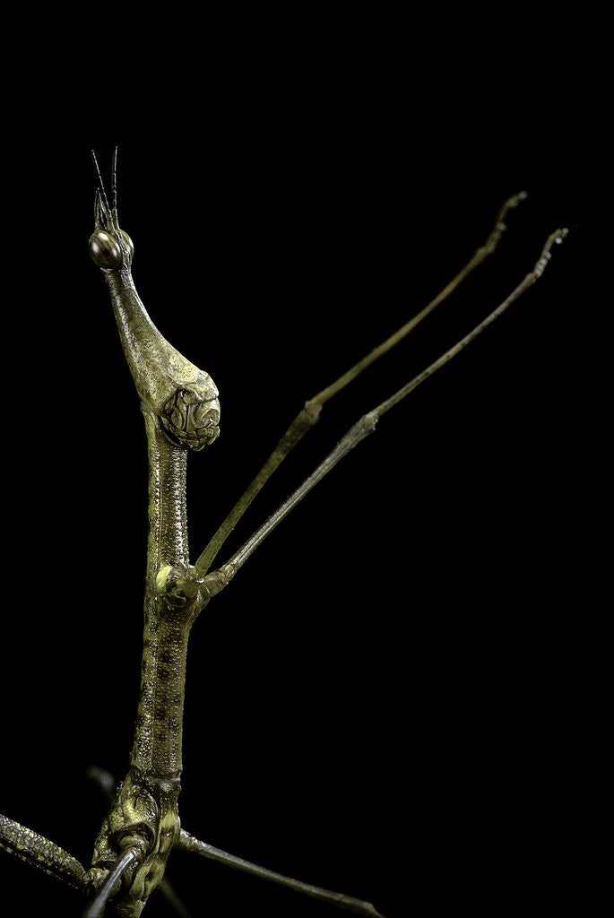 Detail of Proscopia luceomaculata (stick grasshopper) by Anonymous
