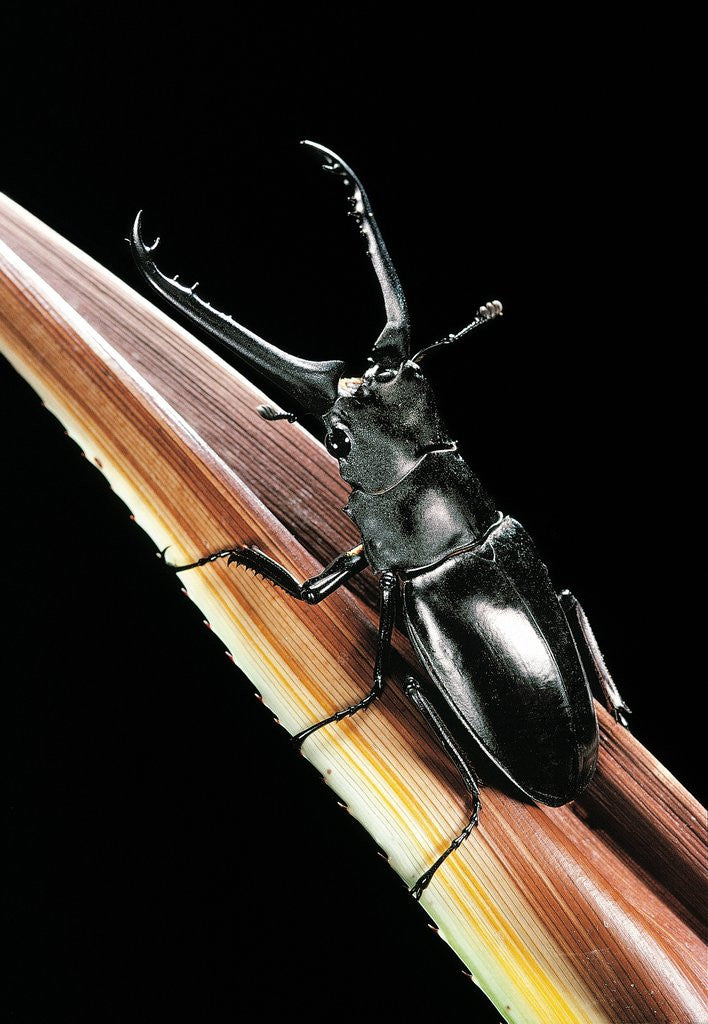 Detail of Prosopocoilus giraffa (giraffe stag-beetle) - male by Anonymous