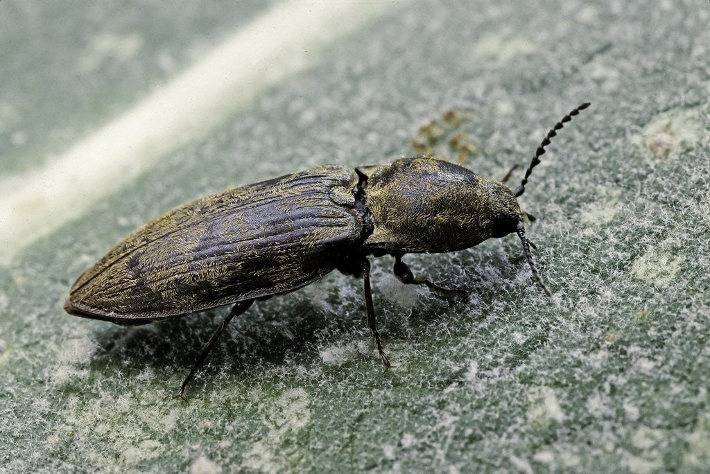 Detail of Prosternon tessellatum (click beetle) by Anonymous