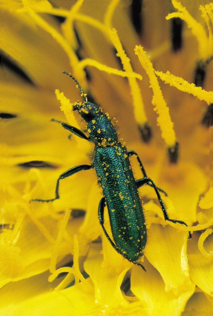 Detail of Psilothrix viridicoerulea (soft-winged flower beetle) by Anonymous