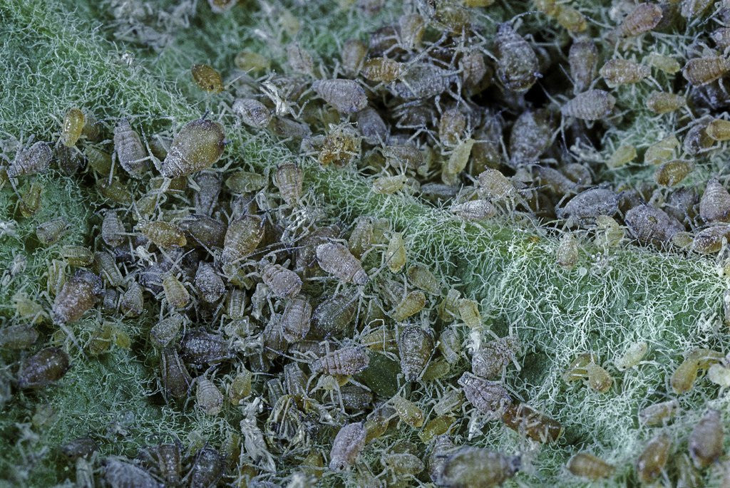 Detail of Aphids on apple leaf by Anonymous