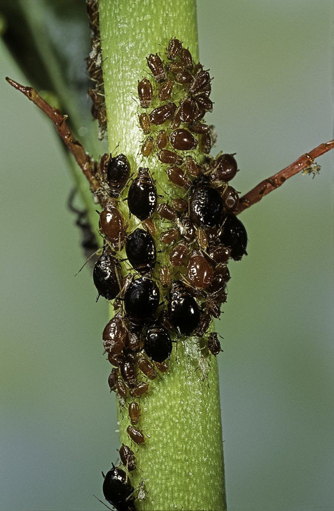 Detail of Aphids colony by Anonymous