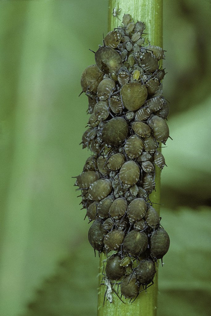 Detail of Aphids colony by Anonymous