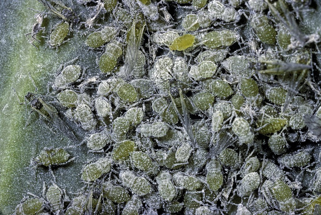 Detail of Aphids on cabbage leaf by Anonymous