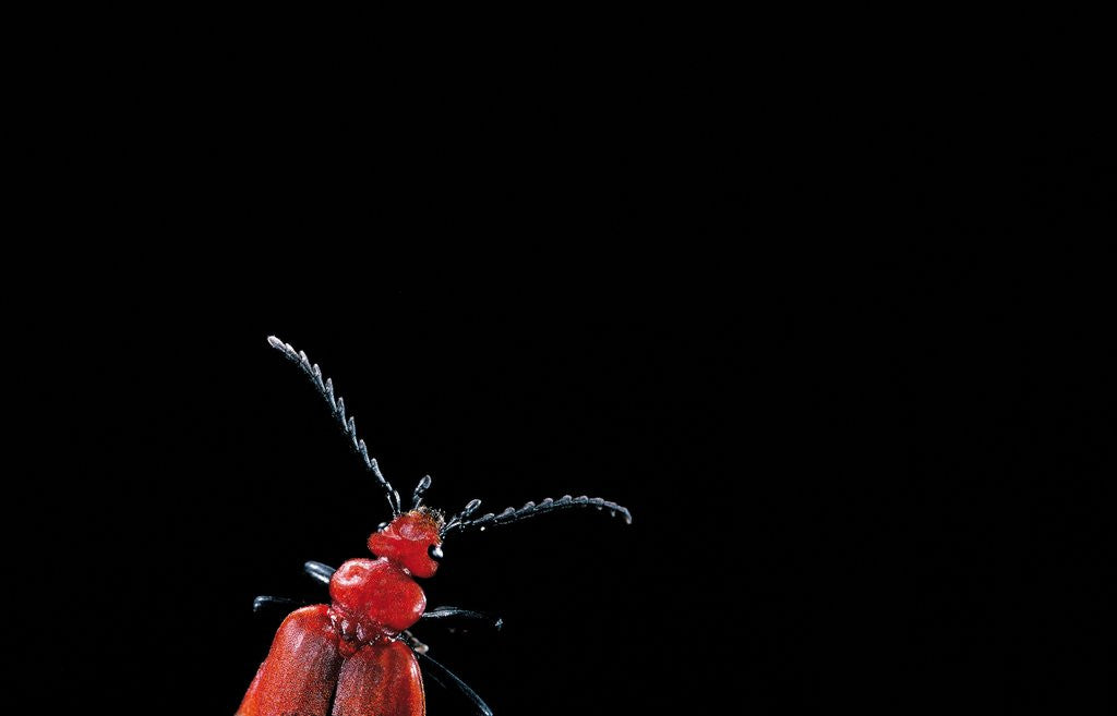 Pyrochroa coccinea (cardinal beetle) by Corbis