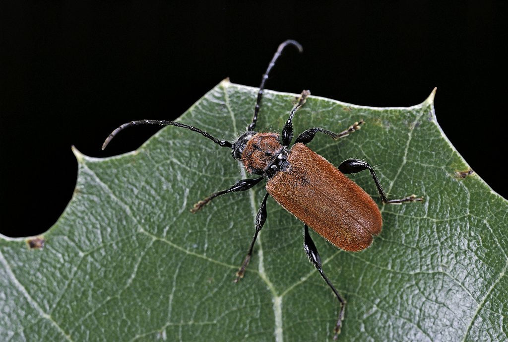 Detail of Pyrrhidium sanguineum (longhorn beetle) by Anonymous