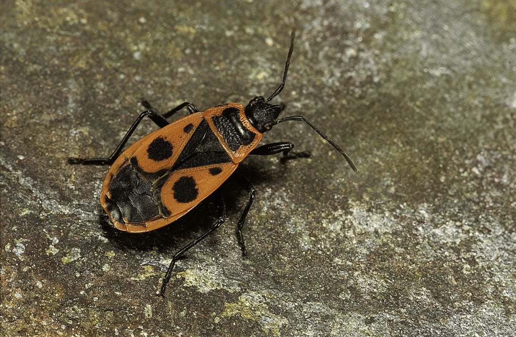 Detail of Pyrrhocoris apterus (firebug) by Anonymous