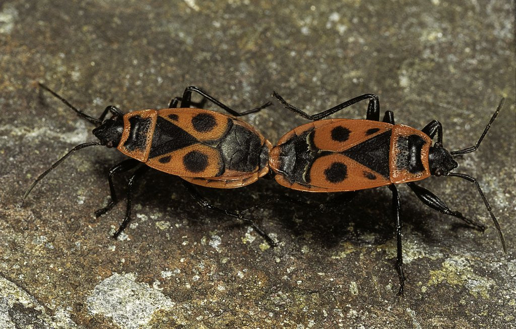 Detail of Pyrrhocoris apterus (firebug) mating by Anonymous