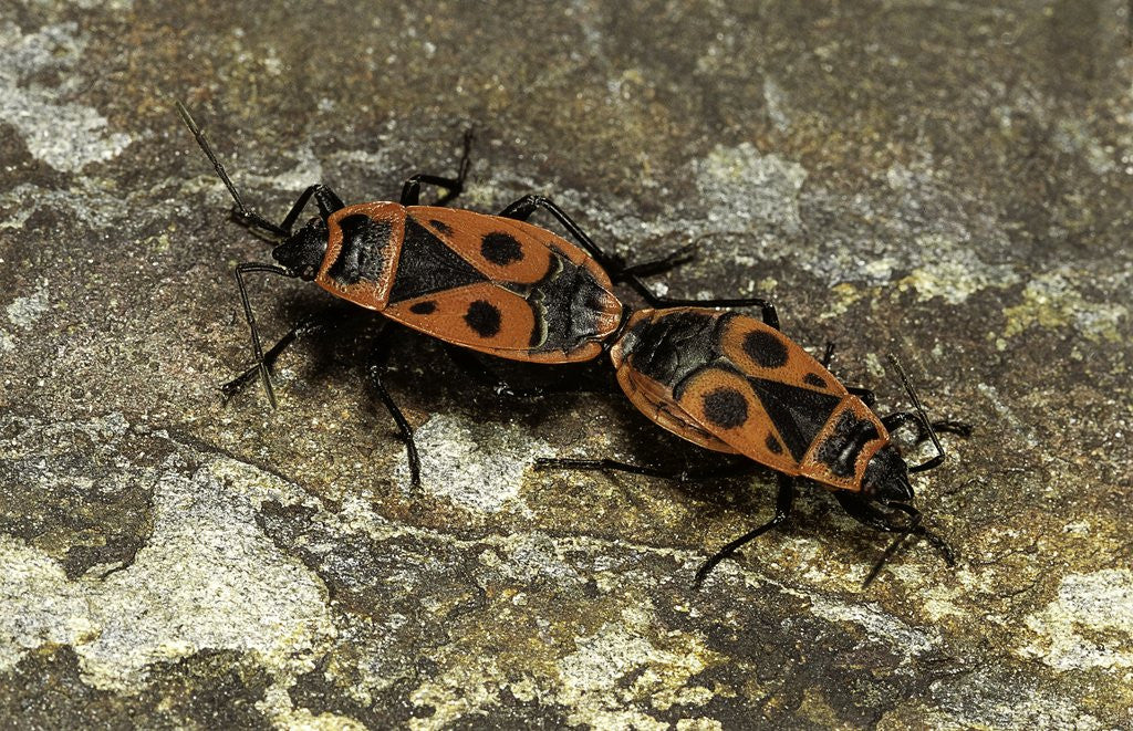 Detail of Pyrrhocoris apterus (firebug) mating by Anonymous