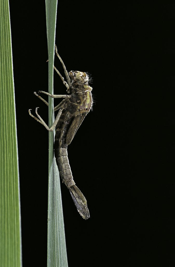 Detail of Pyrrhosoma nymphula (large red damselfly) - emerging by Anonymous
