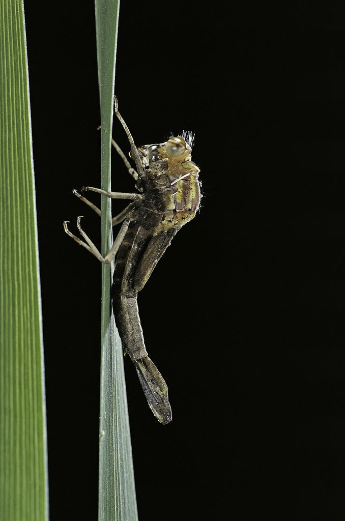 Detail of Pyrrhosoma nymphula (large red damselfly) - emerging by Anonymous