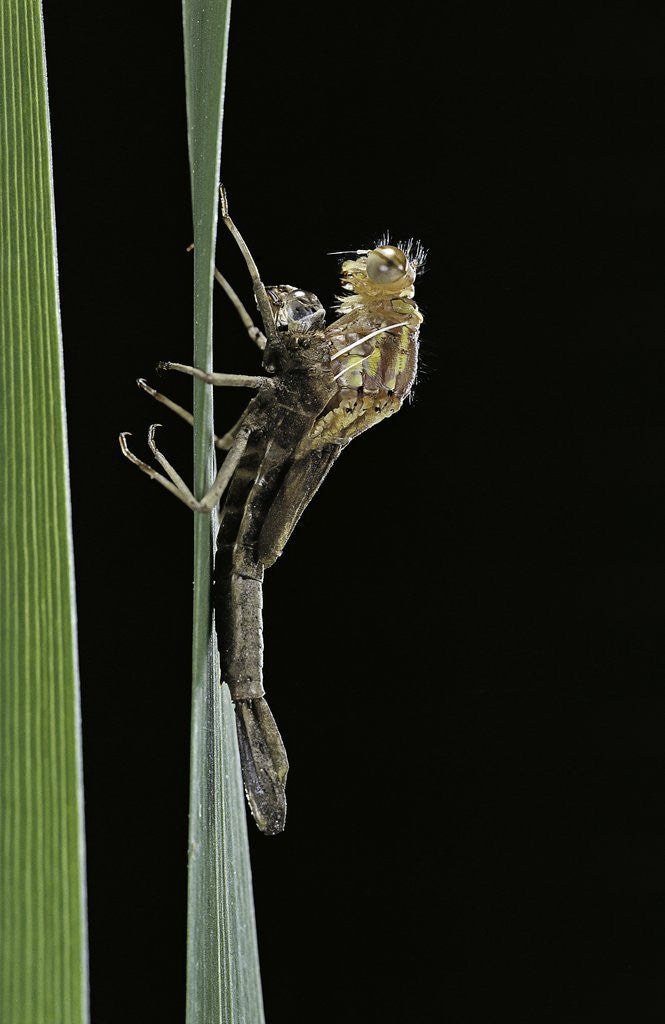 Detail of Pyrrhosoma nymphula (large red damselfly) - emerging by Anonymous