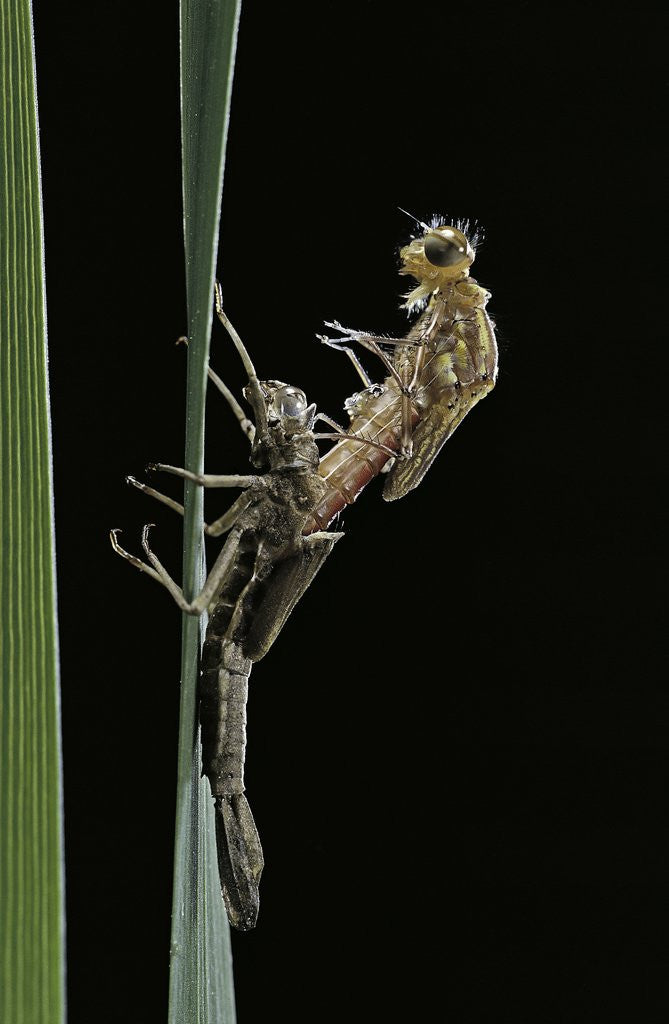 Detail of Pyrrhosoma nymphula (large red damselfly) - emerging by Anonymous