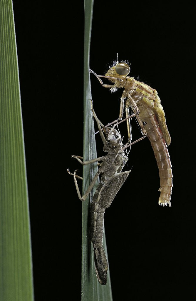 Detail of Pyrrhosoma nymphula (large red damselfly) - emerging by Anonymous