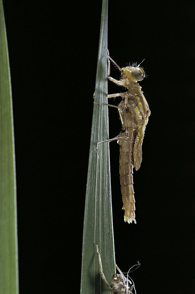 Detail of Pyrrhosoma nymphula (large red damselfly) - emerging by Anonymous