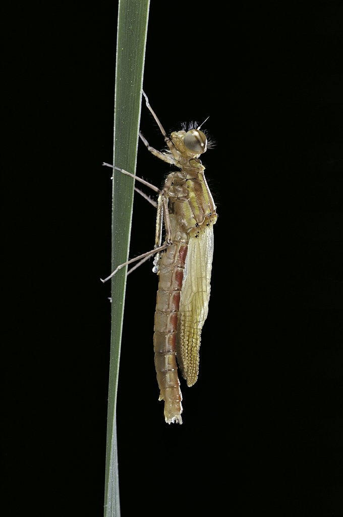 Detail of Pyrrhosoma nymphula (large red damselfly) - emerging by Anonymous