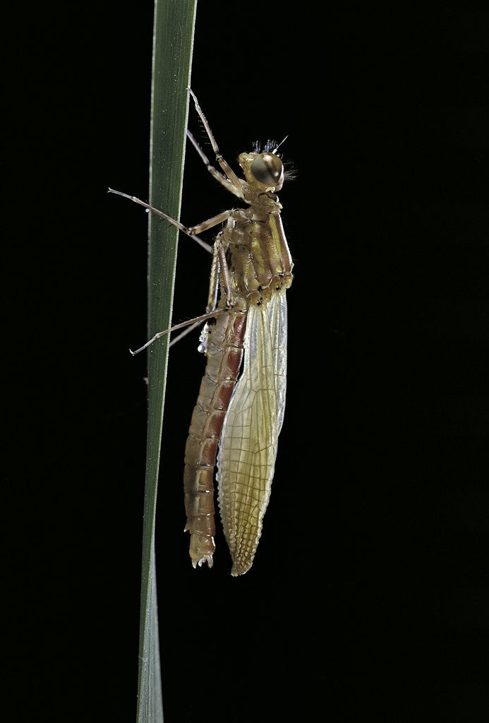 Detail of Pyrrhosoma nymphula (large red damselfly) - emerging by Anonymous