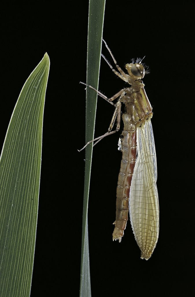 Detail of Pyrrhosoma nymphula (large red damselfly) - emerging by Anonymous