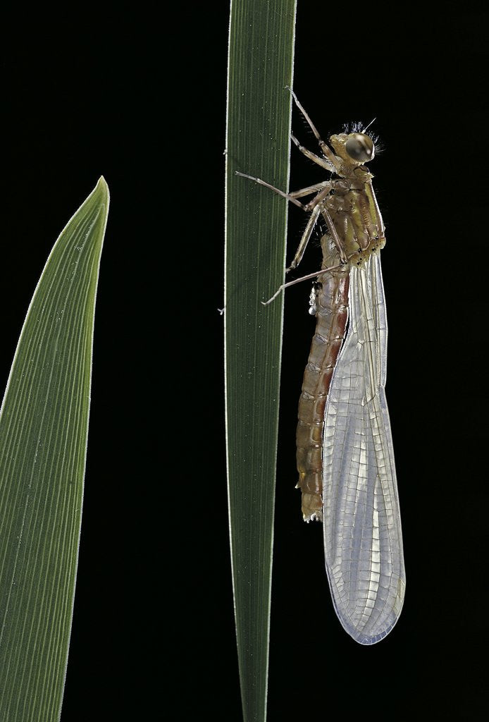 Detail of Pyrrhosoma nymphula (large red damselfly) - emerging by Anonymous