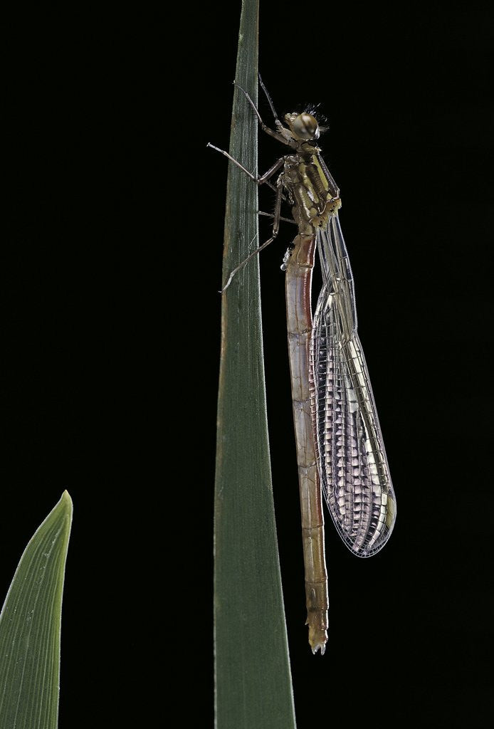 Detail of Pyrrhosoma nymphula (large red damselfly) - emerging by Anonymous