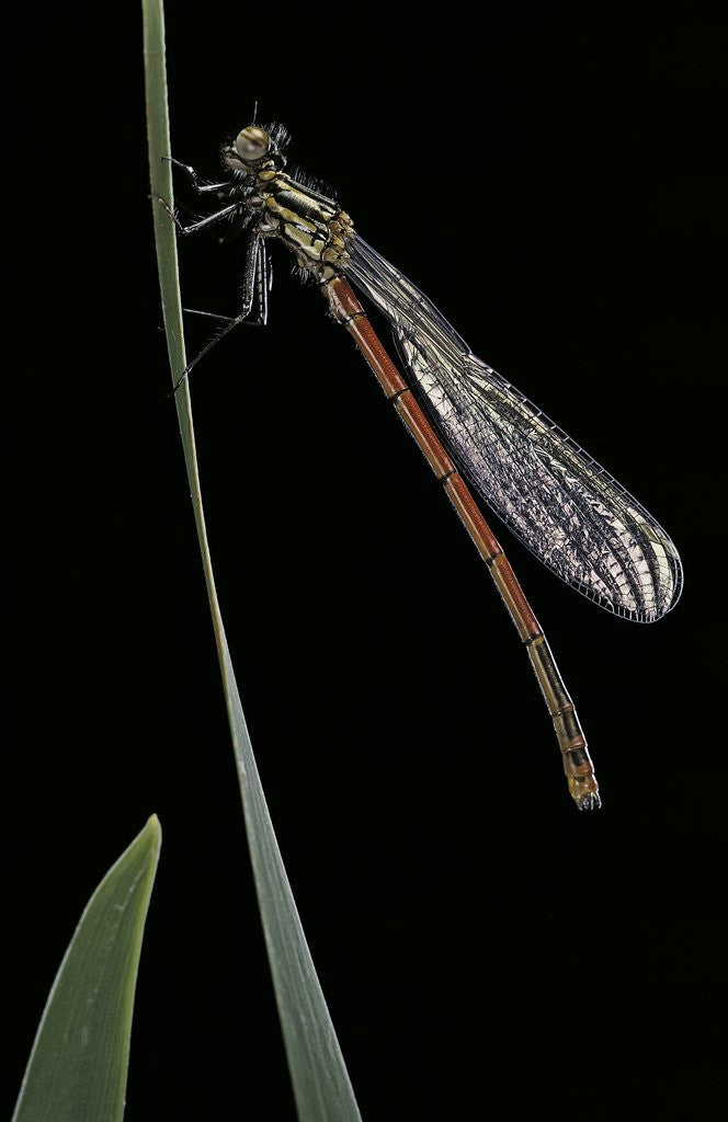 Detail of Pyrrhosoma nymphula (large red damselfly) - newly emerged by Anonymous
