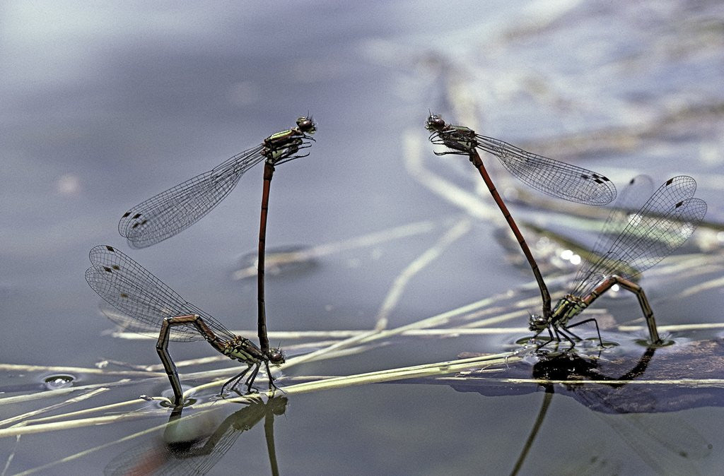 Detail of Pyrrhosoma nymphula (large red damselfly) - laying eggs in aquatic plants by Anonymous