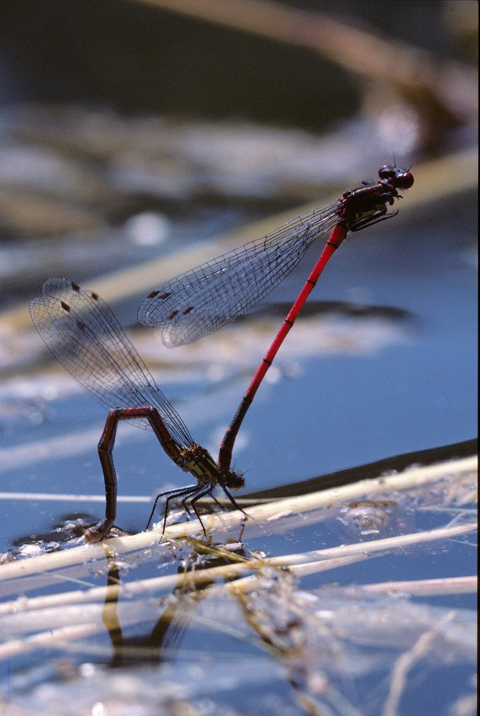 Detail of Pyrrhosoma nymphula (large red damselfly) - laying eggs in aquatic plants by Anonymous