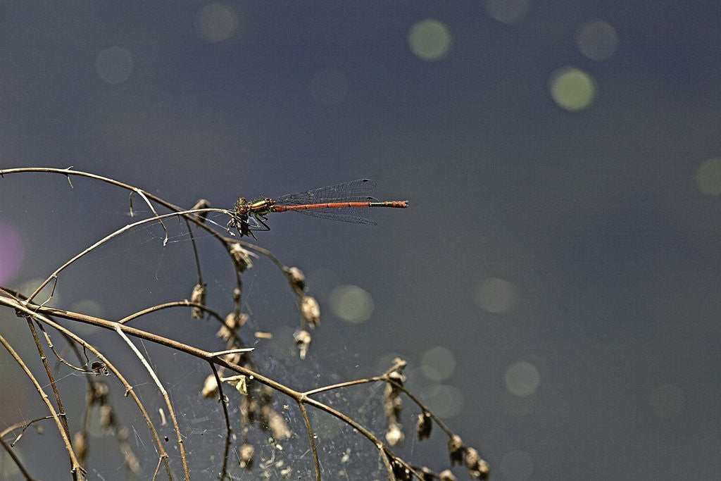 Detail of Pyrrhosoma nymphula (large red damselfly) by Anonymous