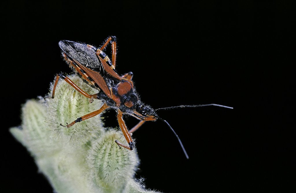 Rhynocoris iracundus (thread-legged bug, assassin bug) by Corbis