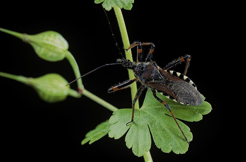 Detail of Rhynocoris sp. (thread-legged bug, assassin bug) by Anonymous