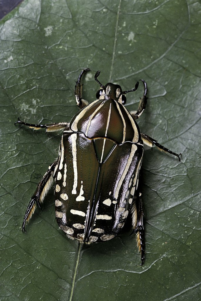 Detail of Rhabdotis sobrina (flower beetle) by Corbis