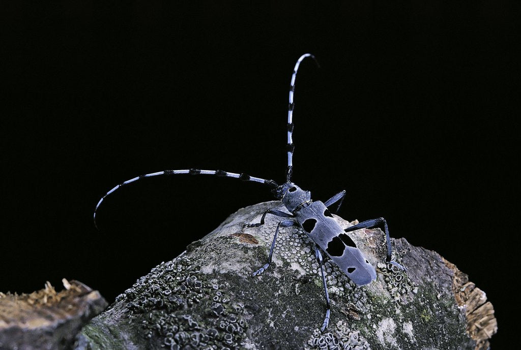 Detail of Rosalia alpina (rosalia longicorn) by Anonymous