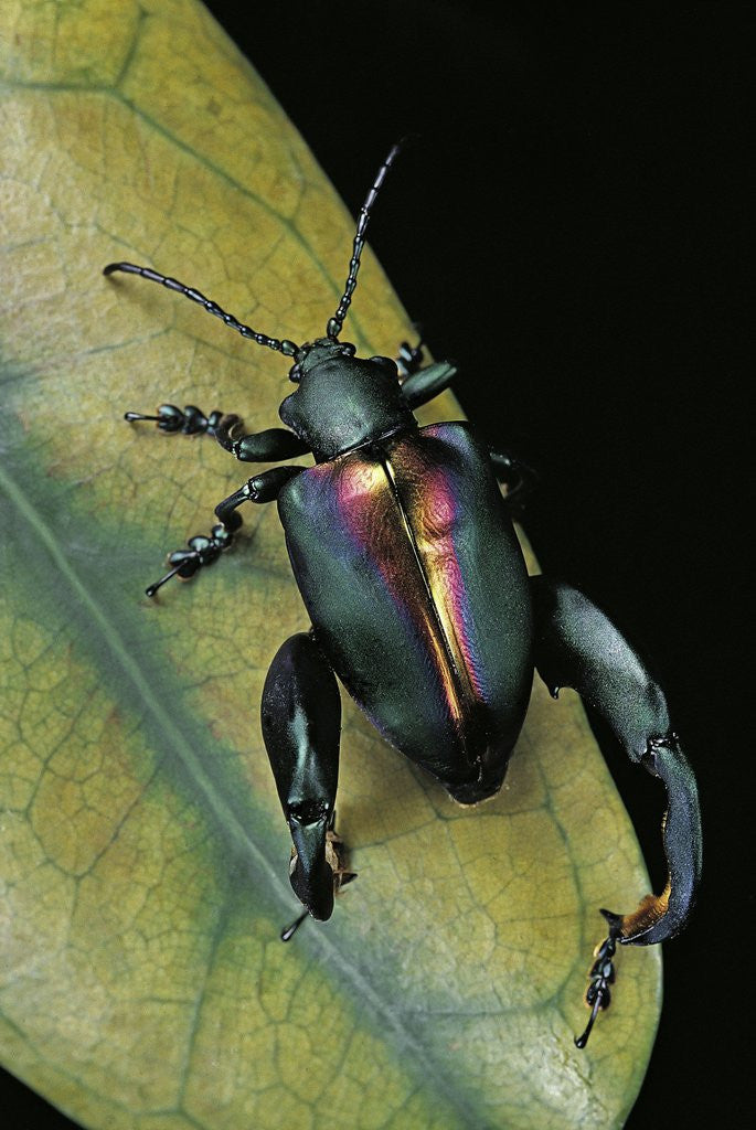 Detail of Sagra buqueti (frog-legged leaf beetle) by Anonymous