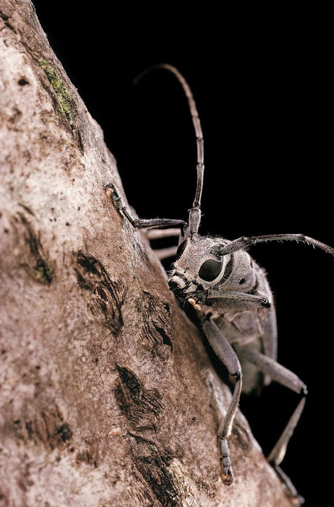Detail of Saperda octopunctata (flat-faced longhorn beetle) by Anonymous