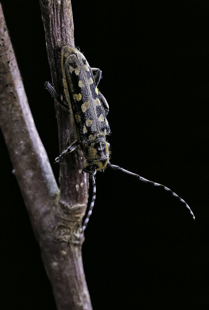 Detail of Saperda scalaris (flat-faced longhorn beetle) by Anonymous