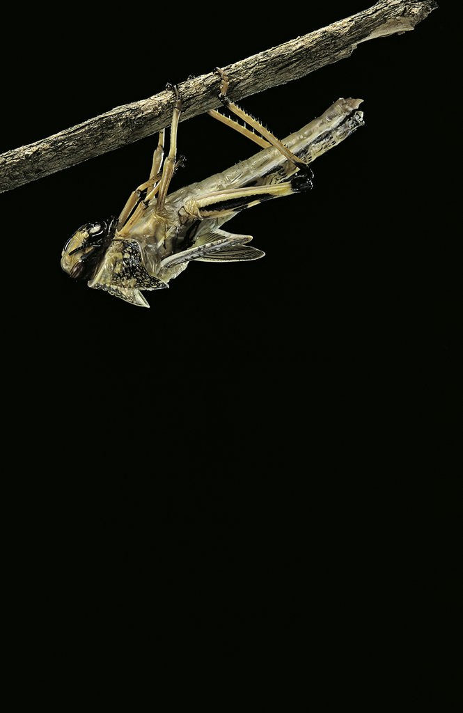Detail of Schistocerca gregaria (desert locust) - emerging by Anonymous