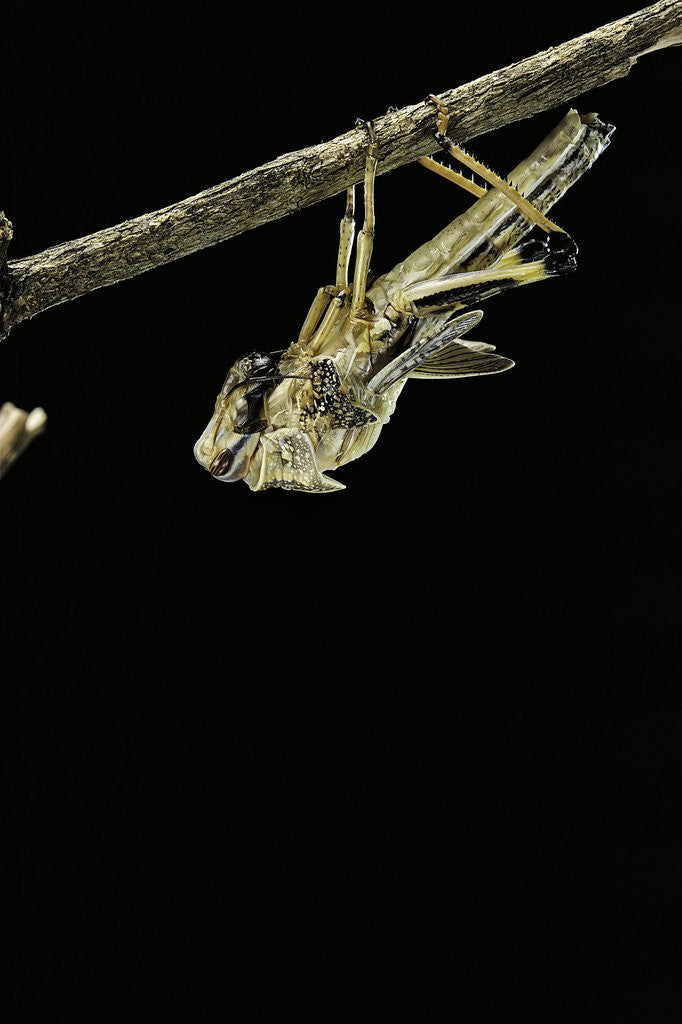 Detail of Schistocerca gregaria (desert locust) - emerging by Anonymous