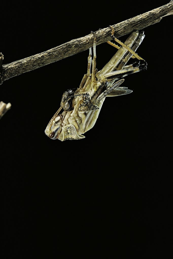 Detail of Schistocerca gregaria (desert locust) - emerging by Anonymous