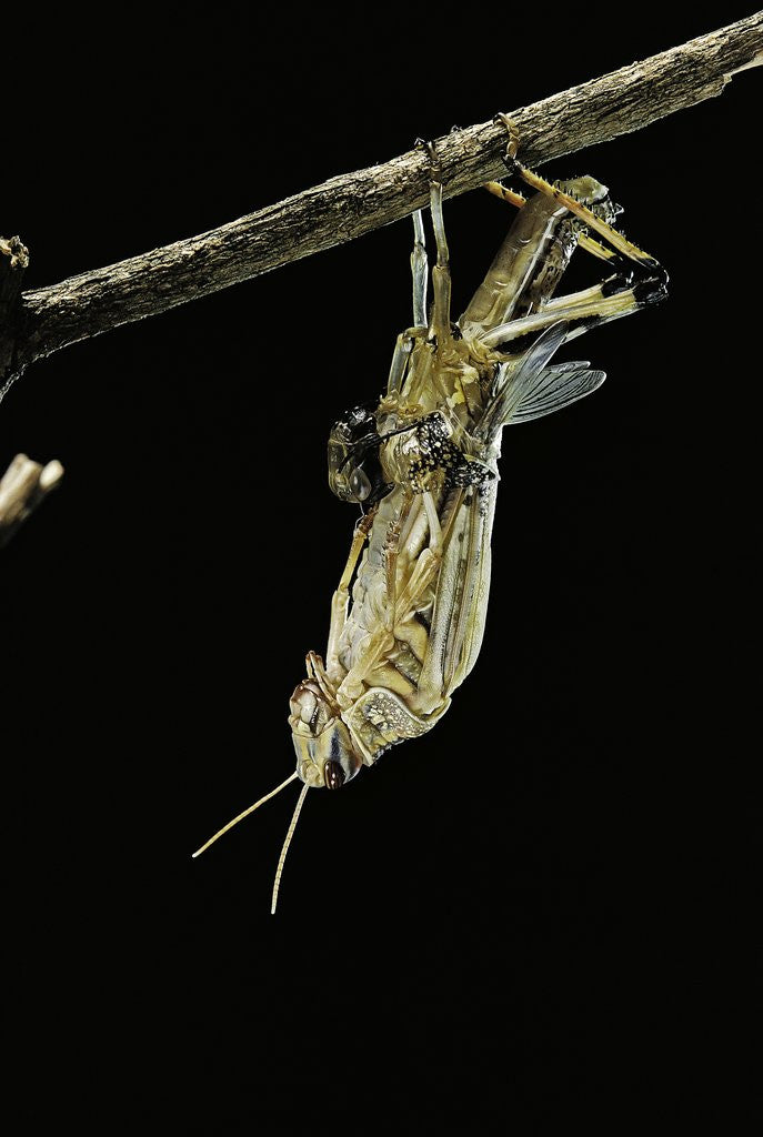 Detail of Schistocerca gregaria (desert locust) - emerging by Anonymous