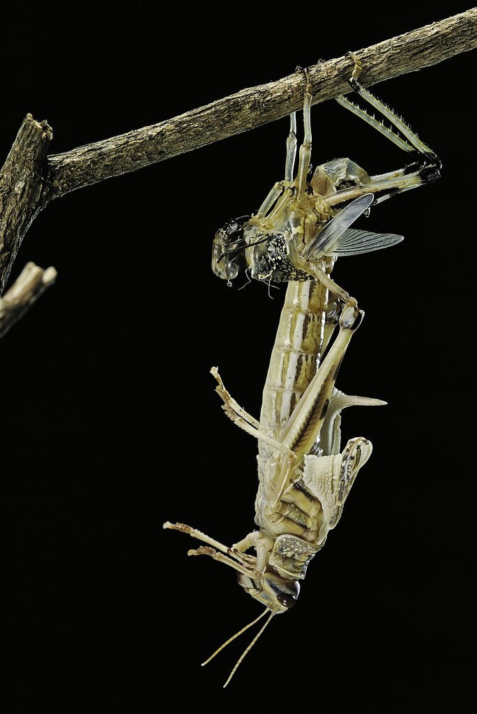 Detail of Schistocerca gregaria (desert locust) - emerging by Anonymous