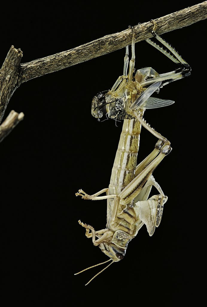 Detail of Schistocerca gregaria (desert locust) - emerging by Anonymous