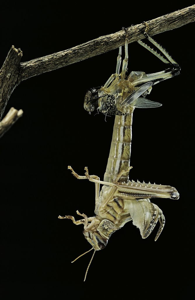 Detail of Schistocerca gregaria (desert locust) - emerging by Anonymous